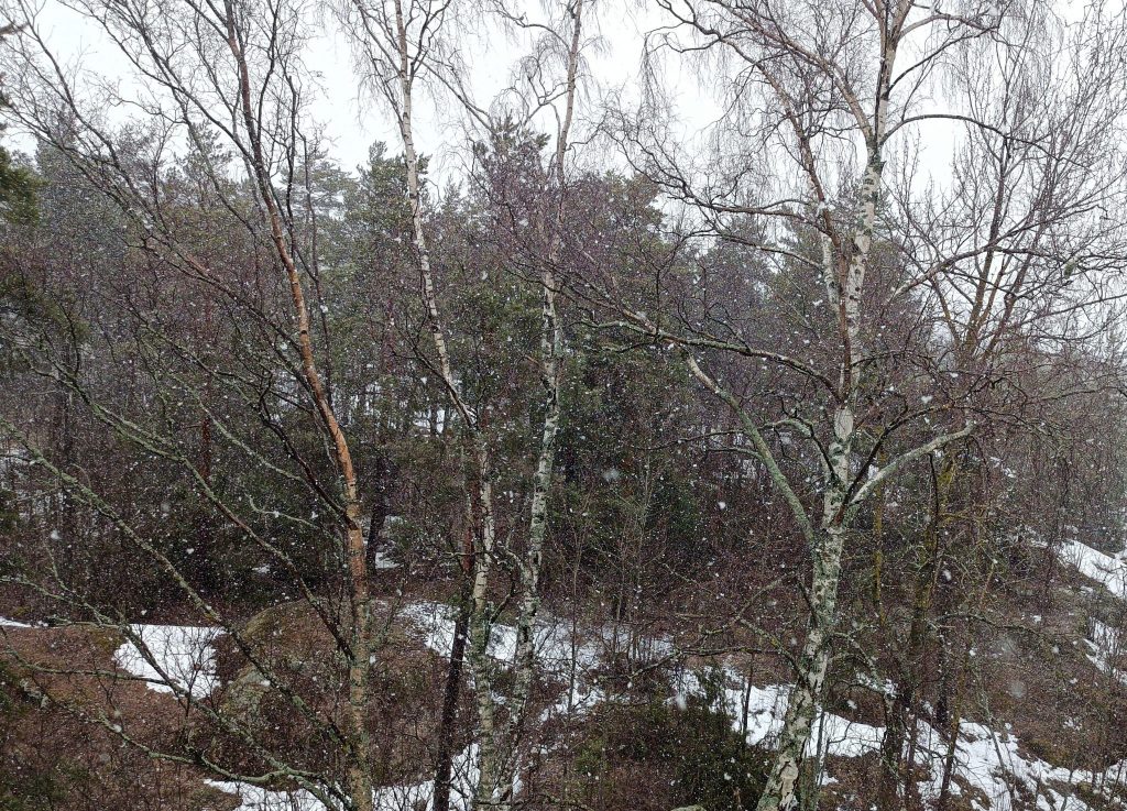Lunta sataa metsässä.